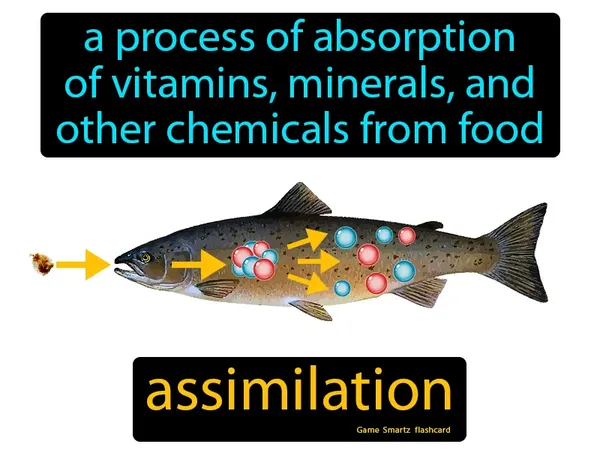 A process of absorption of vitamins, minerals, and other chemicals from food