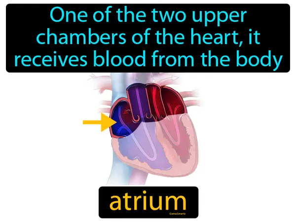 one of the two upper chambers of the heart, it receives blood from the body