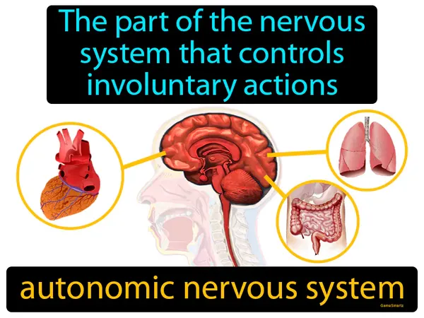 the part of the nervous system that controls involuntary actions