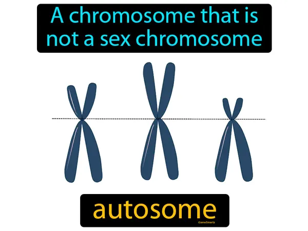 a chromosome that is not a sex chromosome