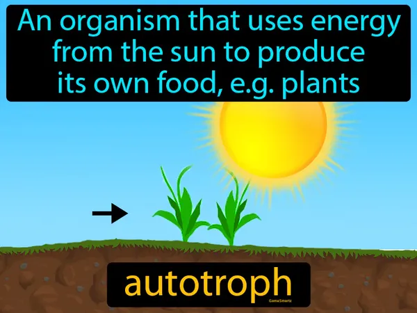 An organism that uses energy from the sun to produce its own food, like plants