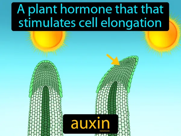 a plant hormone that that stimulates cell elongation
