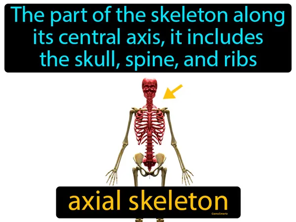 the part of the skeleton along its central axis, it includes the skull, spine, and ribs