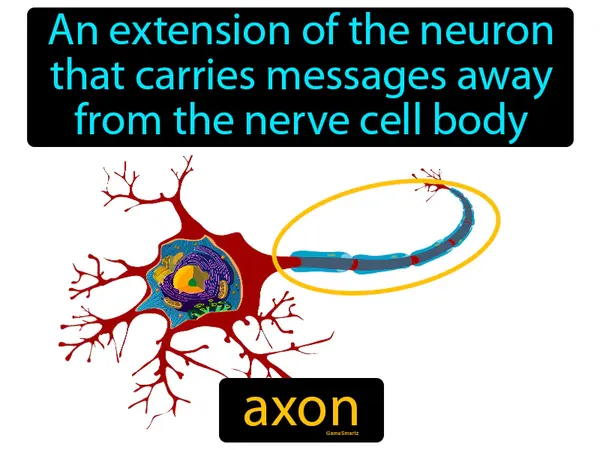 an extension of the neuron that carries messages away from the nerve cell body