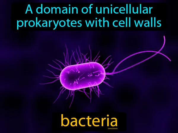 a domain of unicellular prokaryotes with cell walls