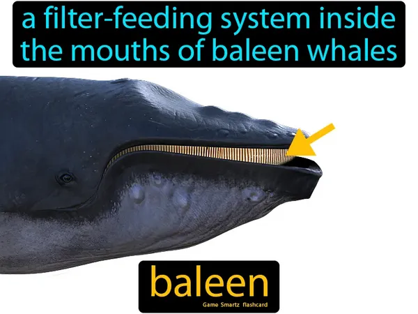 A filter-feeding system inside the mouths of baleen whales