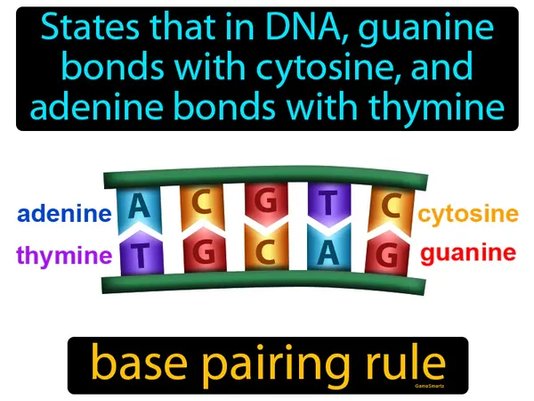 states that in DNA, guanine bonds with cytosine and adenine bonds with thymine