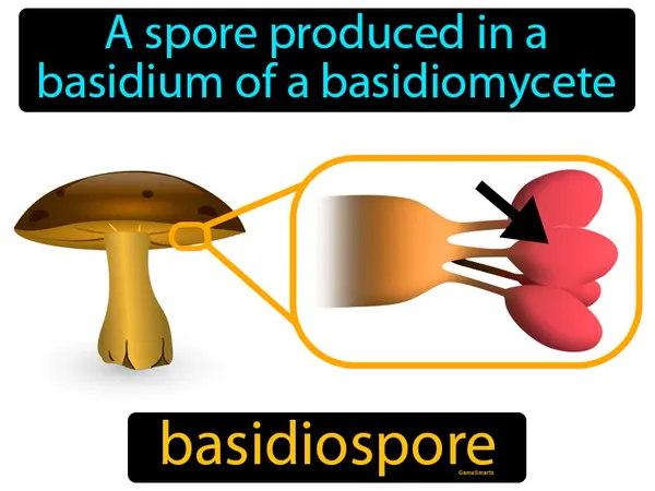 a spore produced in a basidium of a basidiomycete