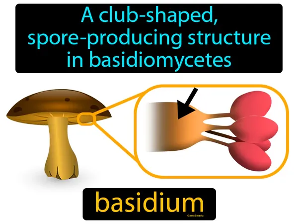 a club-shaped, spore-producing structure in basidiomycetes