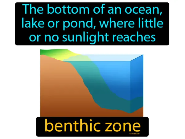 the bottom of an ocean, lake or pond, where little or no sunlight reaches