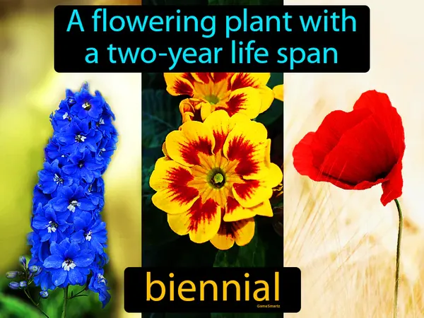a flowering plant with a two-year life span
