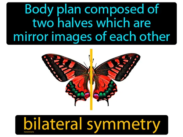 body plan composed of two halves which are mirror images of each other