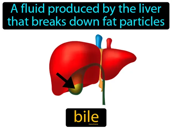 a fluid produced by the liver that breaks down fat particles