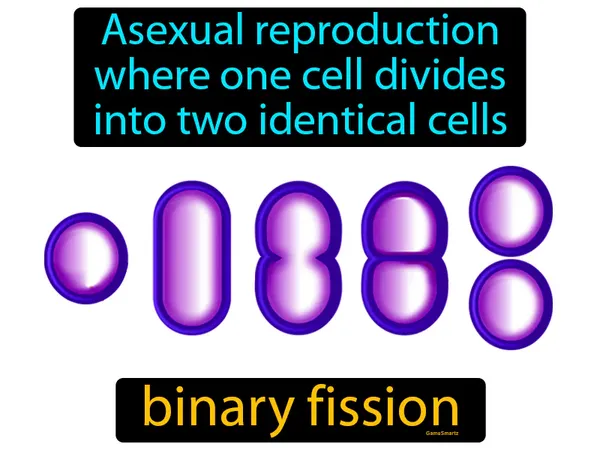 asexual reproduction where one cell divides into two identical cells