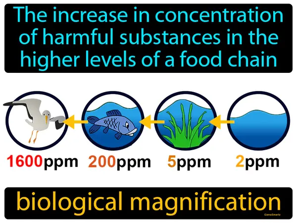 the increase in concentration of harmful substances in the higher levels of a food chain