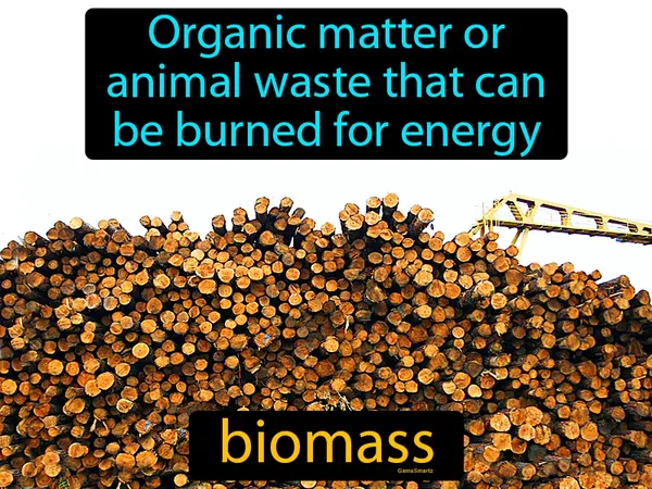 total mass of all living matter in a given area