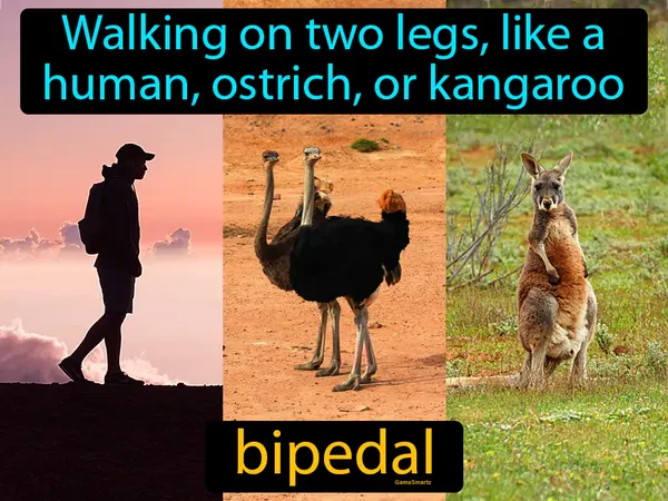 walking on two legs, like a human, ostrich, or kangaroo