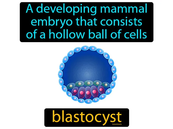 a developing mammal embryo that consists of a hollow ball of cells