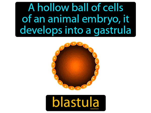 a hollow ball of cells of an animal embryo, it develops into a gastrula