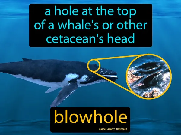 A hole at the top of a whale's or other cetacean's head