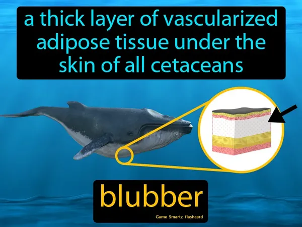 A thick layer of vascularized adipose tissue under the skin of all cetaceans