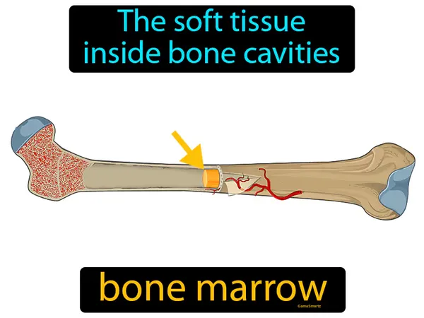 the soft tissue inside bone cavities