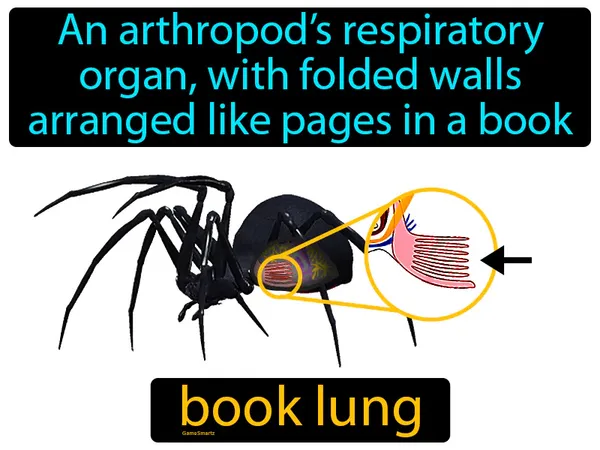 an arthropod’s respiratory organ, with folded walls arranged like pages in a book