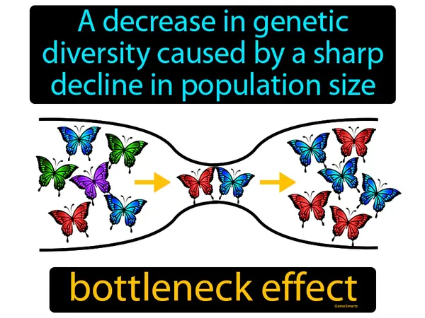 a decrease in genetic diversity caused by a sharp decline in population size