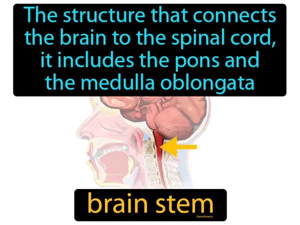 the structure that connects the brain to the spinal cord, it includes the pons and the medulla oblongata