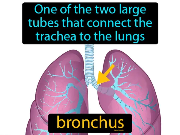 one of the two large tubes that connect the trachea to the lungs