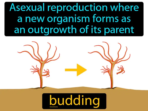 asexual reproduction where a new organism forms as an outgrowth of its parent