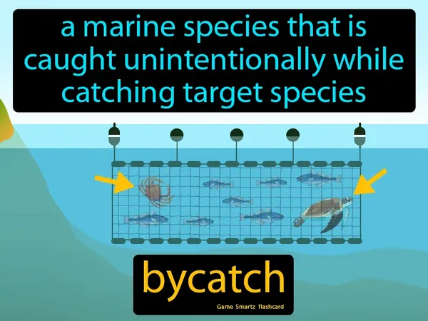 A marine species that is caught unintentionally while catching target species