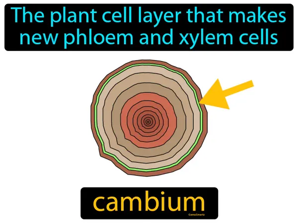the plant cell layer that makes new phloem and xylem cells