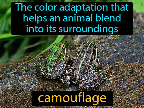 the color adaptation that helps an animal blend into its surroundings