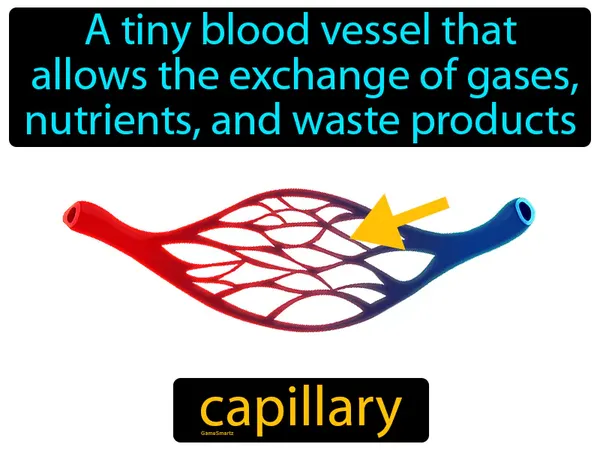 a tiny blood vessel that allows the exchange of gases, nutrients, and waste products