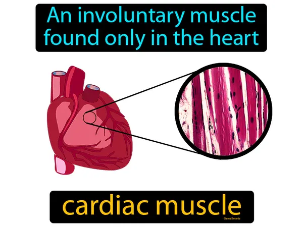 an involuntary muscle found only in the heart