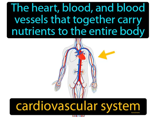 the heart, blood, and blood vessels that together transport nutrients to the entire body