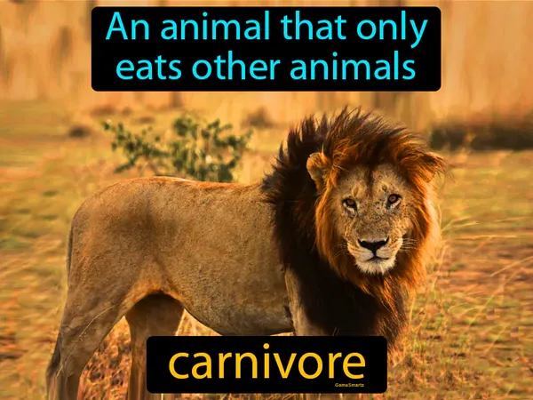 an animal that only eats other animals