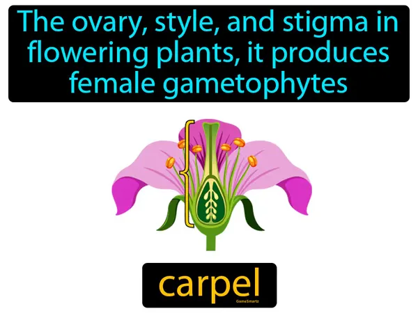 the ovary, style, and stigma in flowering plants, it produces female gametophytes