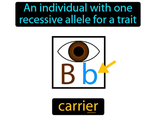 an individual with one recessive allele for a trait