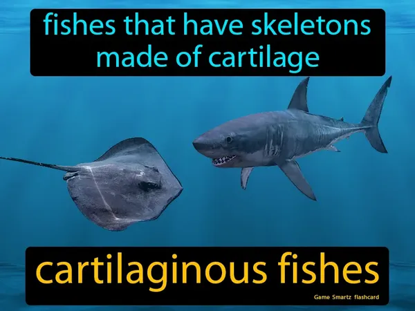 Fishes that have skeletons made of cartilage