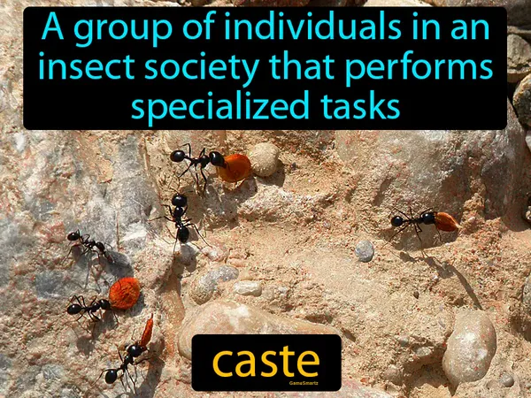a group of individuals in an insect society that performs specialized tasks