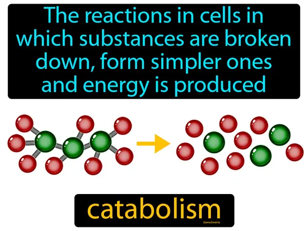 the reactions in cells in which substances are broken down, form simpler ones and energy is produced