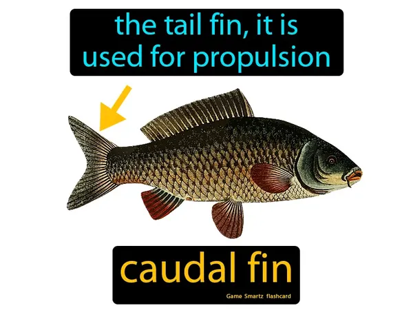 The tail fin, it is used for propulsion
