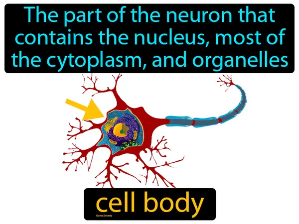 the part of the neuron that contains the nucleus, most of the cytoplasm, and organelles