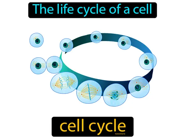 the life cycle of a cell