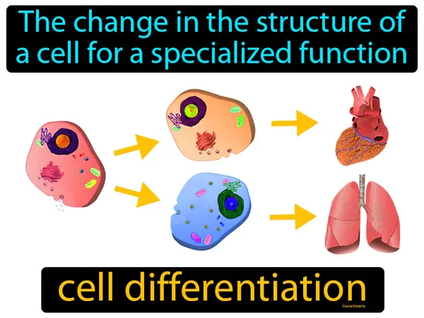 the change in the structure of a cell for a specialized function