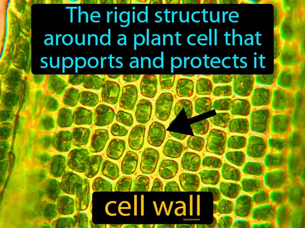 the rigid structure around a plant cell that supports and protects it