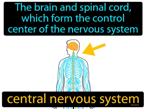 the brain and spinal cord, which form the control center of the nervous system