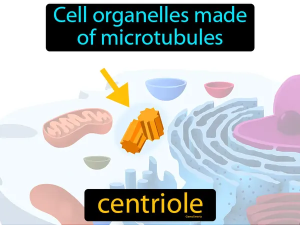 cell organelles made of microtubules